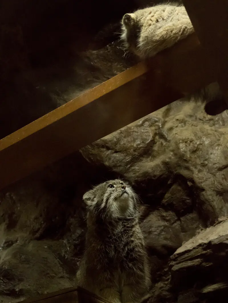 Фотография Примулы и Клёна в Зоопарке Уено