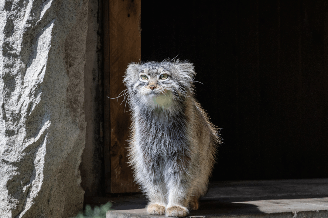 Фотография с манулом
