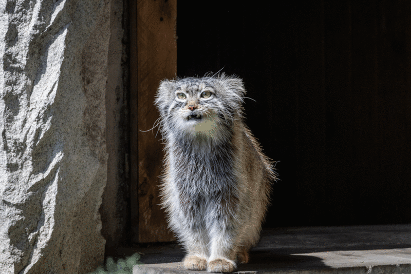 Фотография с манулом