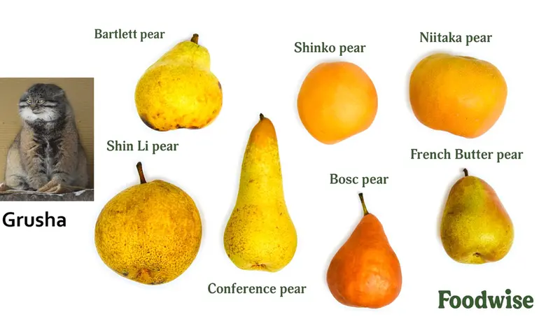 Фотография Груши