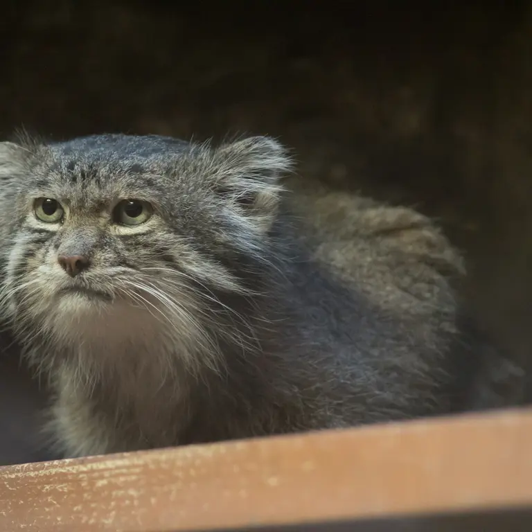 Фотография Клёна в Зоопарке Уено