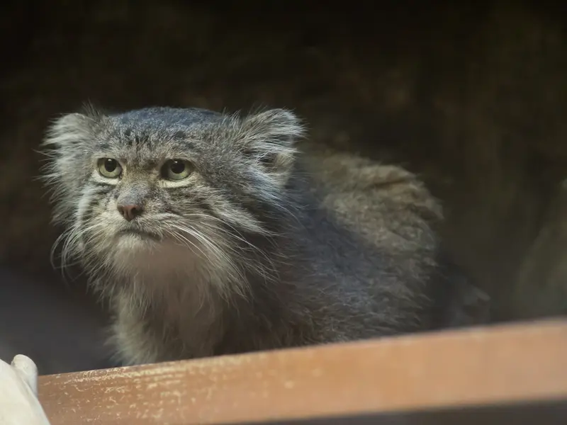 Фотография Клёна в Зоопарке Уено