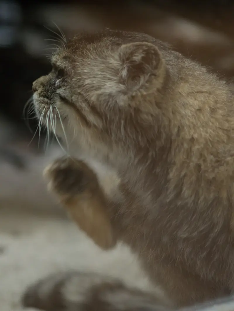 Фотография Примулы в Зоопарке Уено