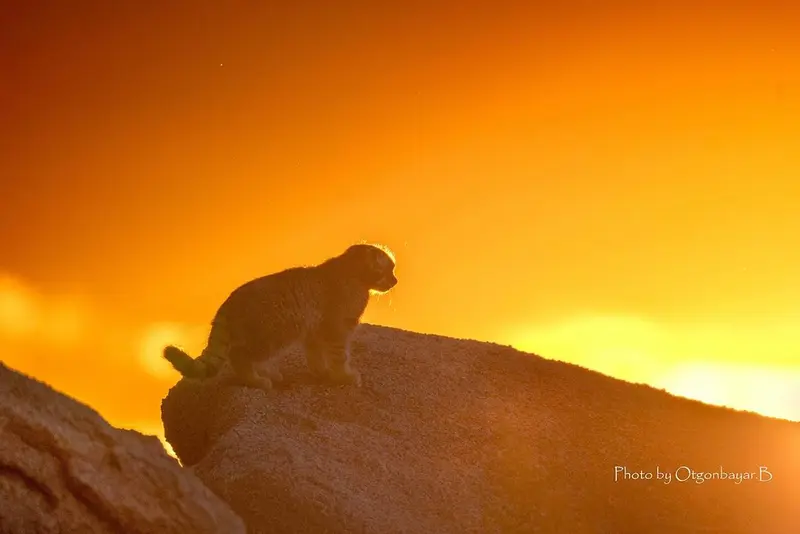 Фотография с манулом