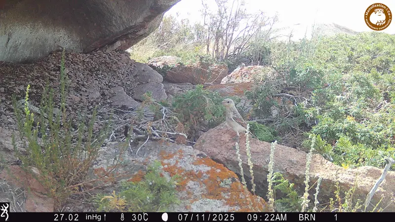 Фотография с манулом с фотоловушки Шубарайгыр [новинка]