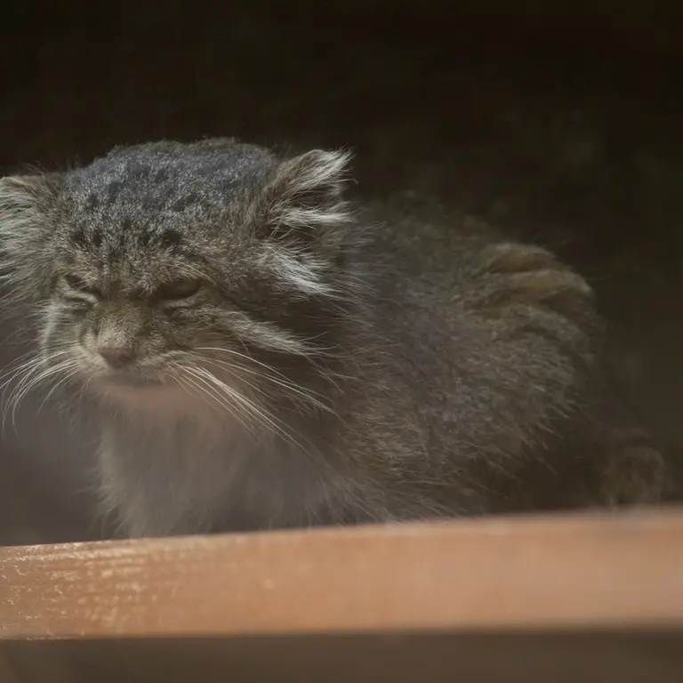 Фотография Клёна в Зоопарке Уено