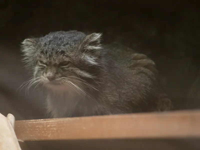 Фотография Клёна в Зоопарке Уено