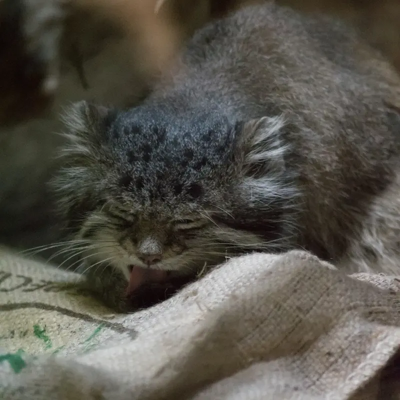 Фотография Клёна в Зоопарке Уено