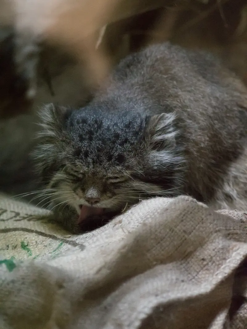 Фотография Клёна в Зоопарке Уено