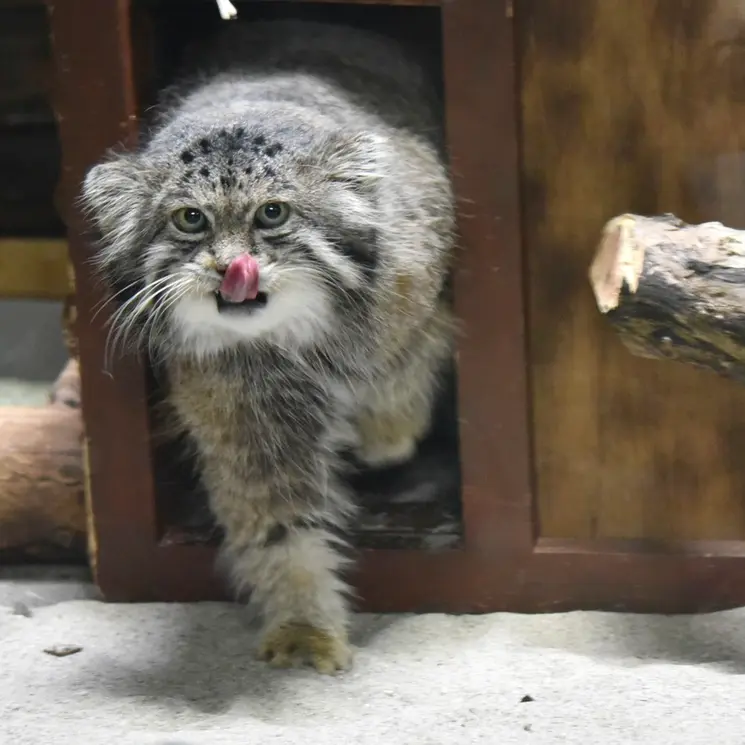 Фотография Клёна в Зоопарке Уено