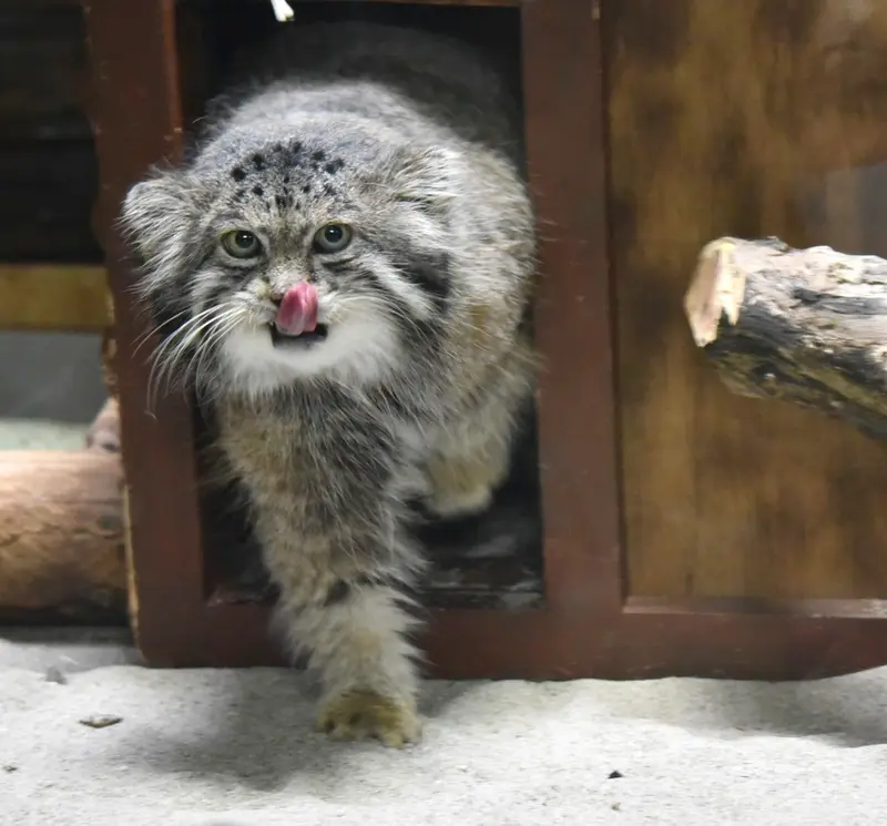 Фотография Клёна в Зоопарке Уено