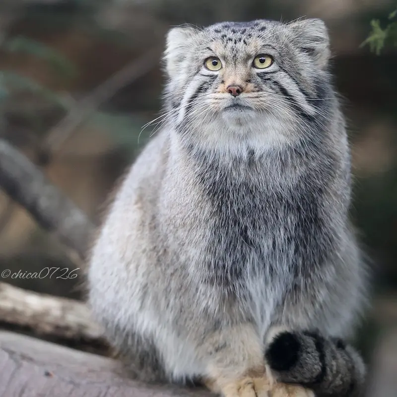 Фотография Нагому в Царстве Животных Насу