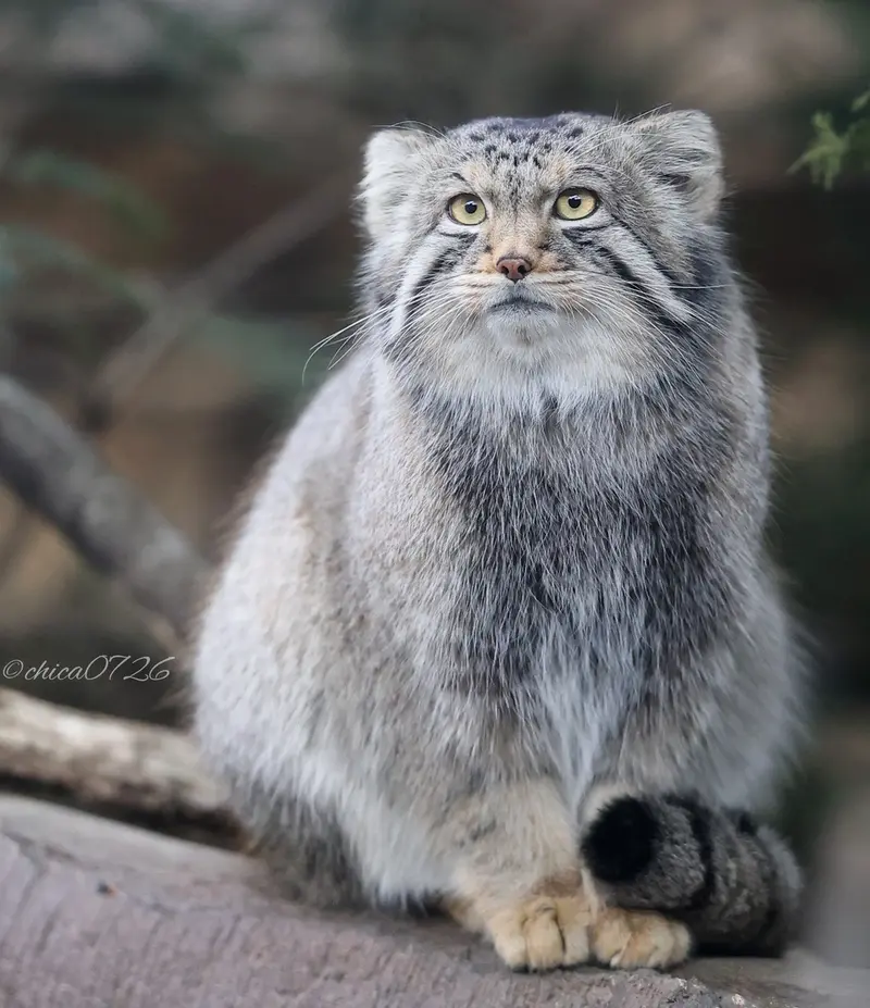 Фотография Нагому в Царстве Животных Насу
