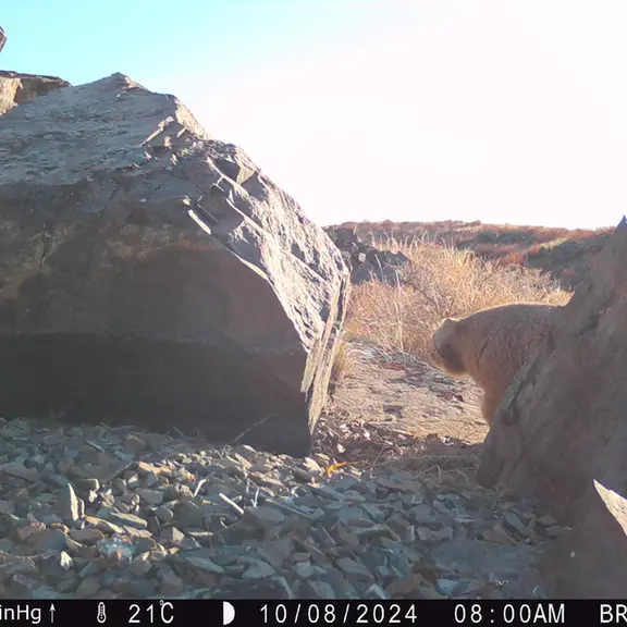 Фотография Сибирского Манула с фотоловушки Киикбай [новинка]