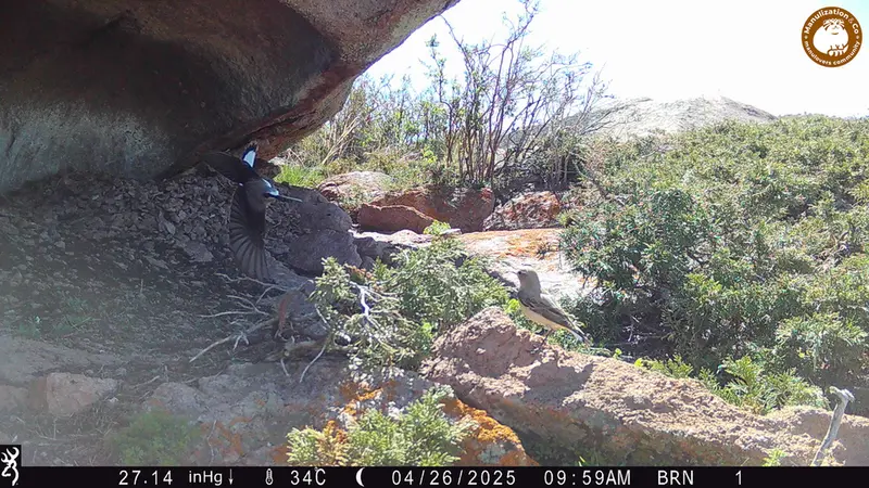 Фотография с манулом с фотоловушки Шубарайгыр