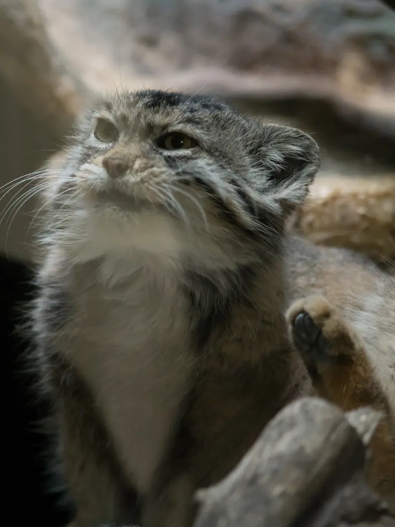 Фотография Примулы в Зоопарке Уено