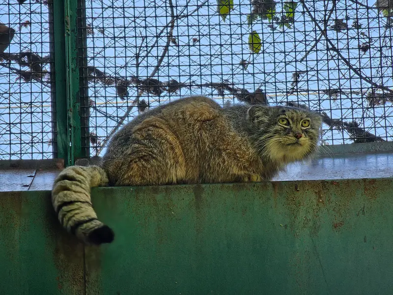 Фотография Бохуша в Будапештском Зоопарке