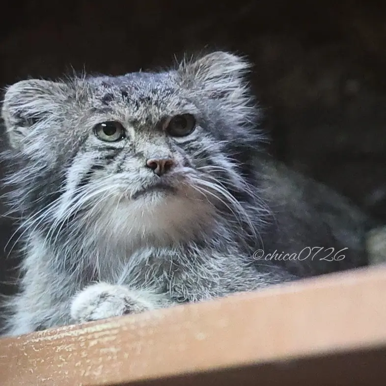 Фотография Клёна в Зоопарке Уено