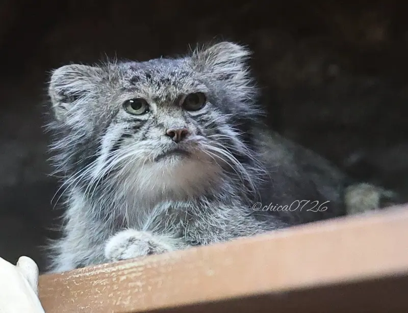 Фотография Клёна в Зоопарке Уено