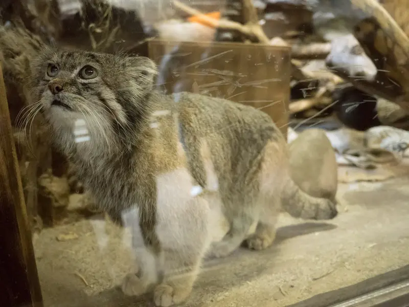 Фотография Клёна в Зоопарке Уено