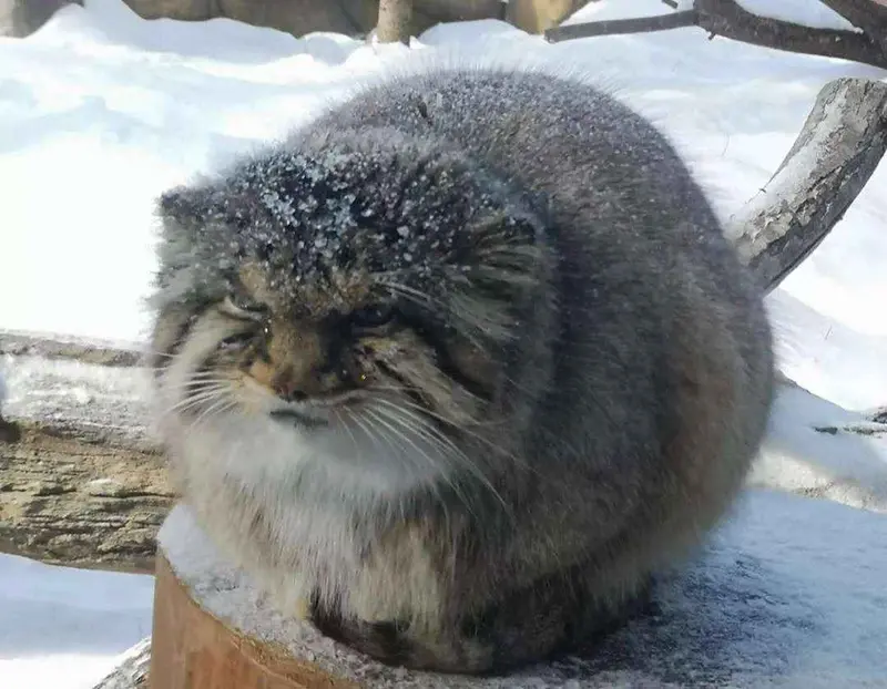 Фотография с манулом