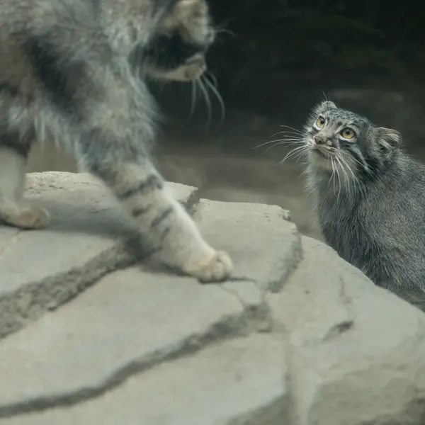 Фотография Ото в Царстве Животных Кобе