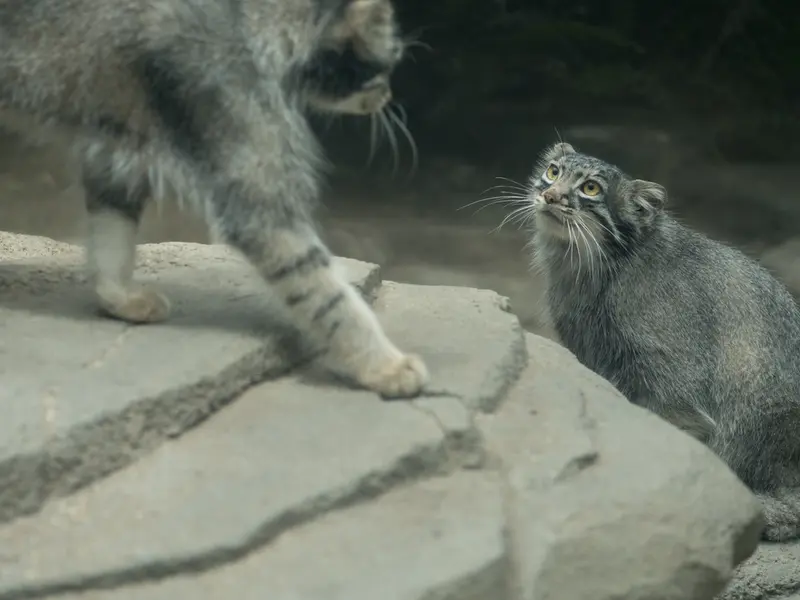 Фотография Ото и Мей в Царстве Животных Кобе