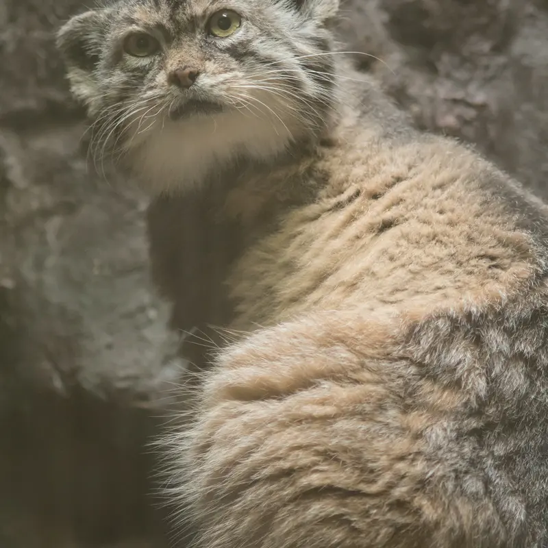 Фотография Примулы в Зоопарке Уено