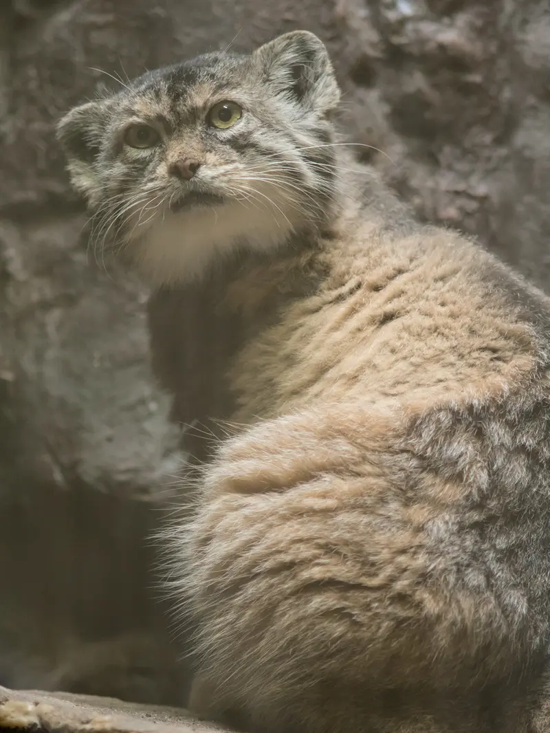 Фотография Примулы в Зоопарке Уено