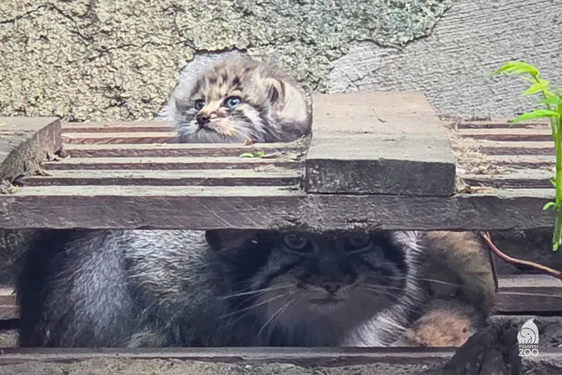 В зоопарке Будапешта родился минул! 🤩