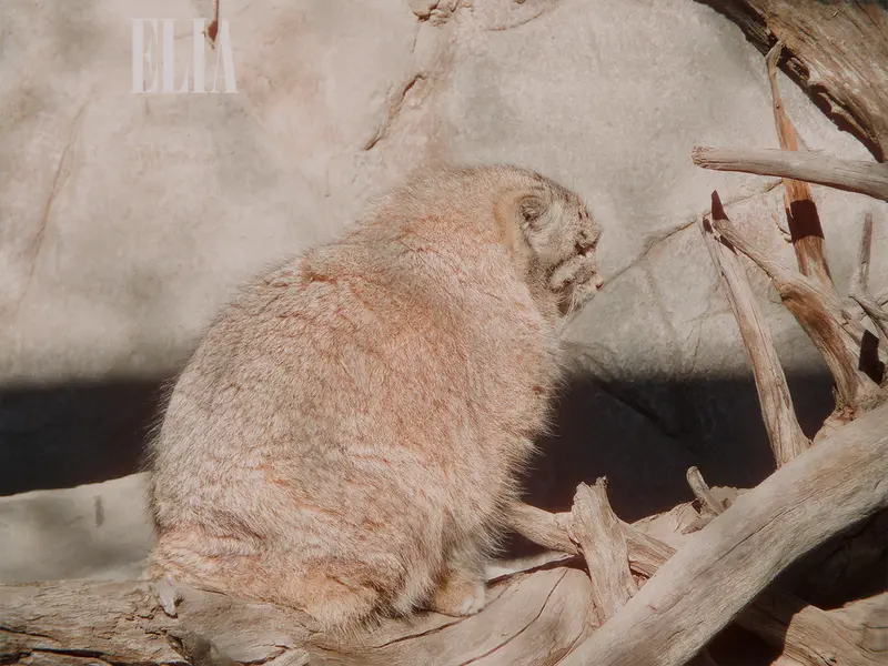 Фотография Олафа в Зоопарке Калгари / Институте Уайлдере