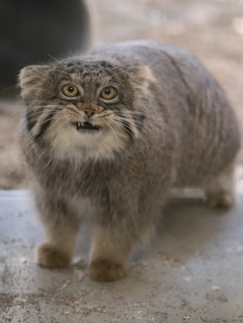 Фотография Фиги в Зоопарке Ногеяме