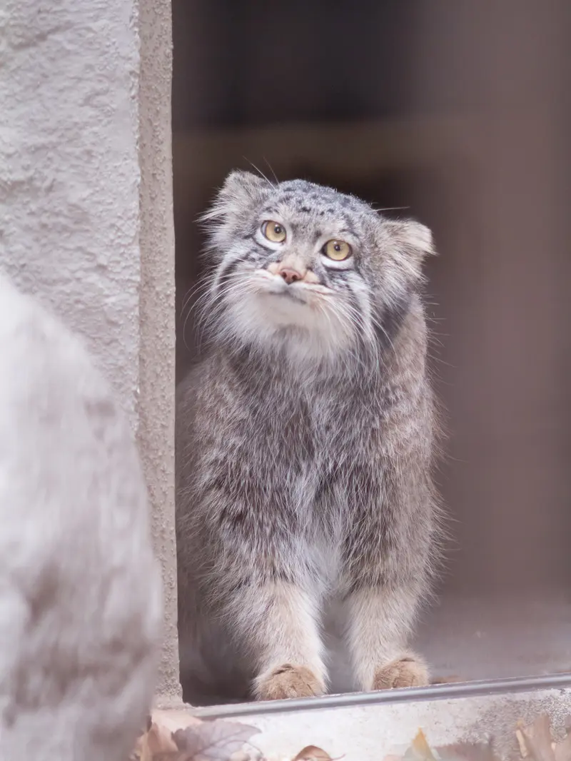 Фотография Фиги в Зоопарке Ногеяме
