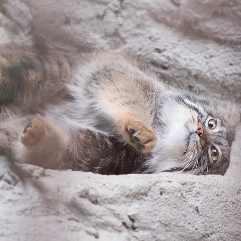 Фотография Фиги в Зоопарке Ногеяме