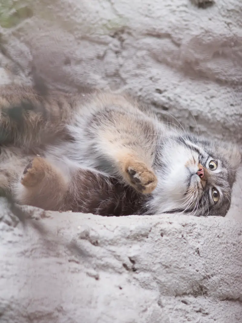 Фотография Фиги в Зоопарке Ногеяме