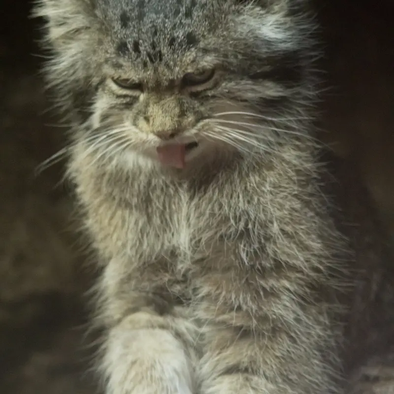 Фотография Клёна в Зоопарке Уено