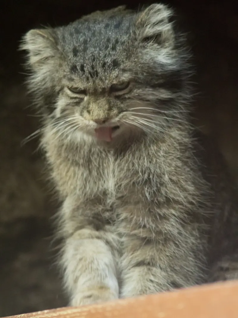 Фотография Клёна в Зоопарке Уено