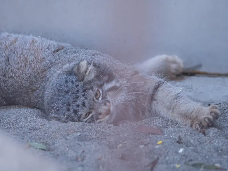 Фотография Фиги в Зоопарке Ногеяме