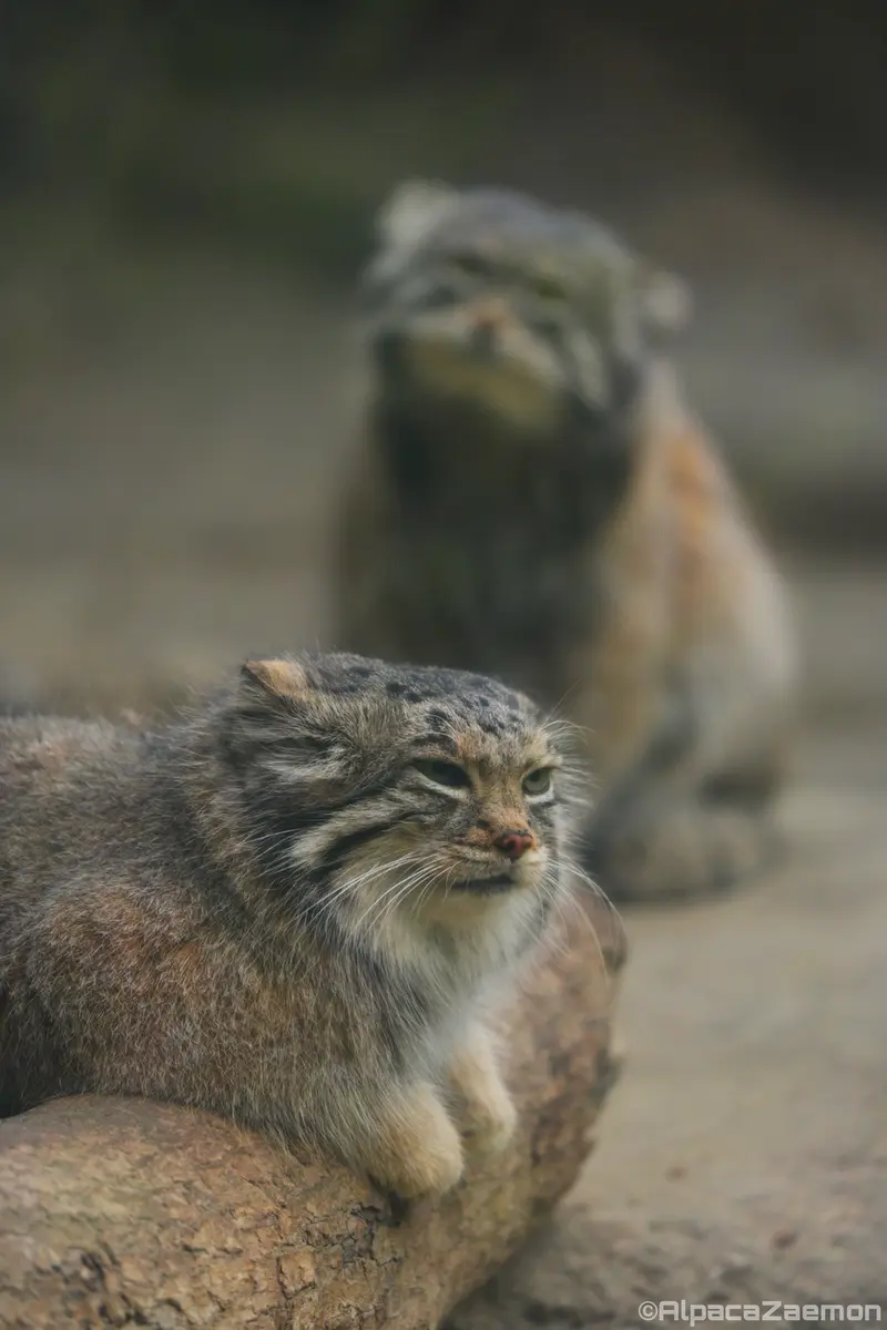 Фотография Аз и Нара в Царстве Животных Кобе