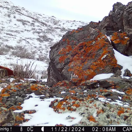 Фотография Домашняи Лошадя с фотоловушки Жиланды