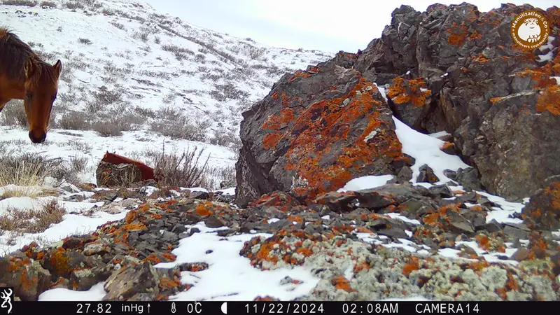 Фотография Домашняи Лошадя с фотоловушки Жиланды