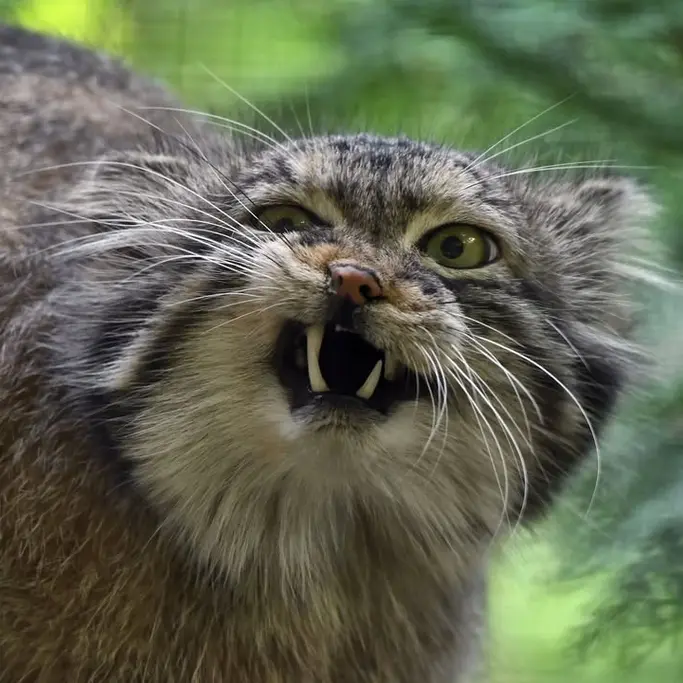 Фотография Нату в Сафари-заповеднике Люминьи