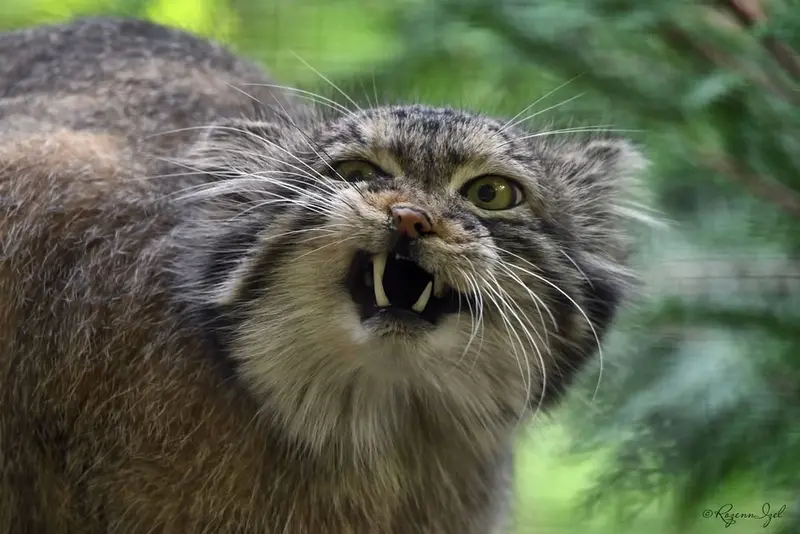Фотография Нату в Сафари-заповеднике Люминьи