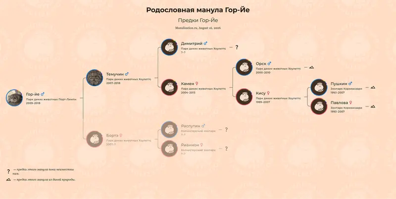 Фотография с манулом