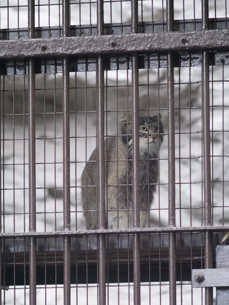 Фотография Фиги в Зоопарке Ногеяме
