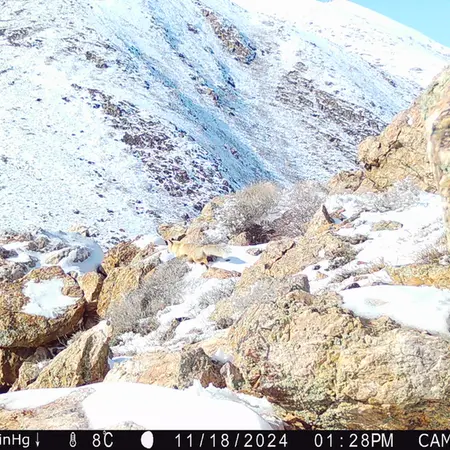 Фотография Рыжаи Лисица с фотоловушки Жунды 2