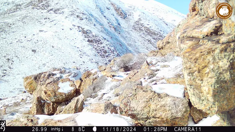 Фотография Рыжаи Лисица с фотоловушки Жунды 2 [новинка]