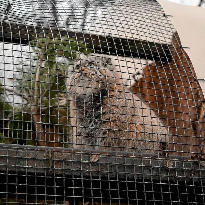 Фотография Шу в Ленинградском Зоопарке