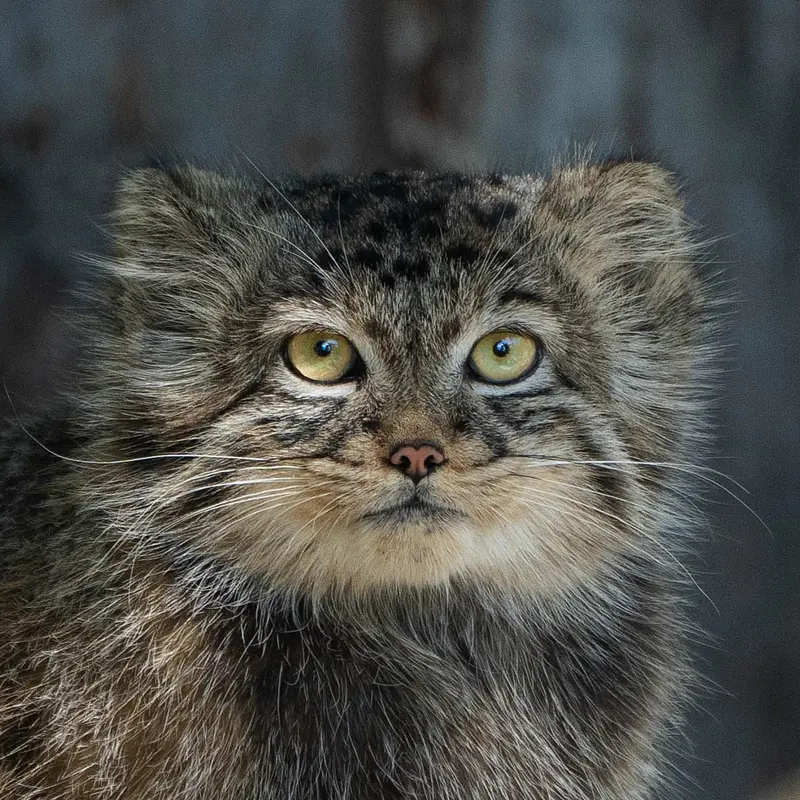 Манул Мануэла из Нойвидского Зоопарка