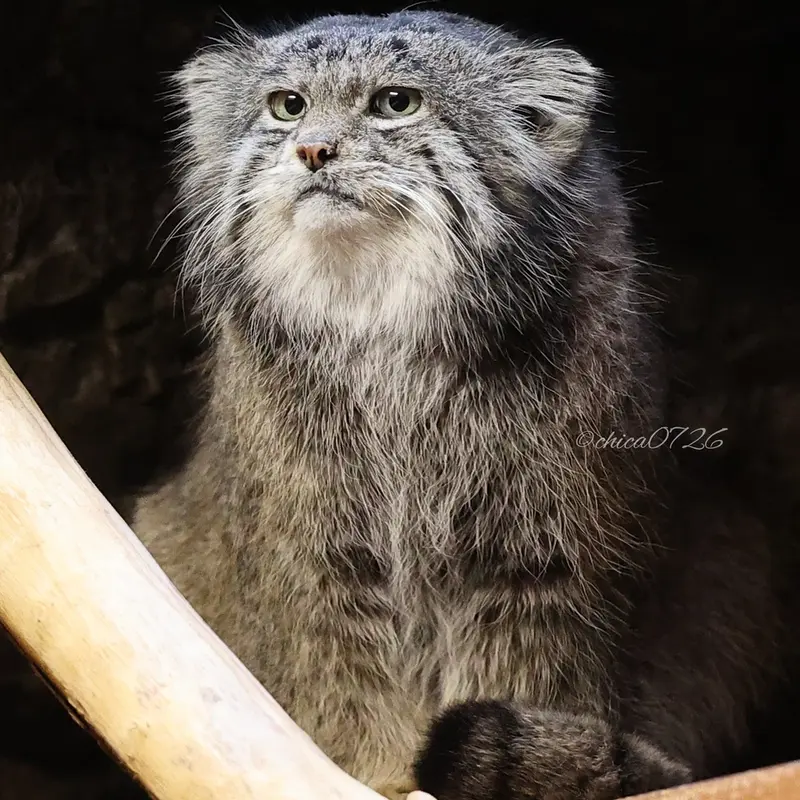 Фотография Клёна в Зоопарке Уено